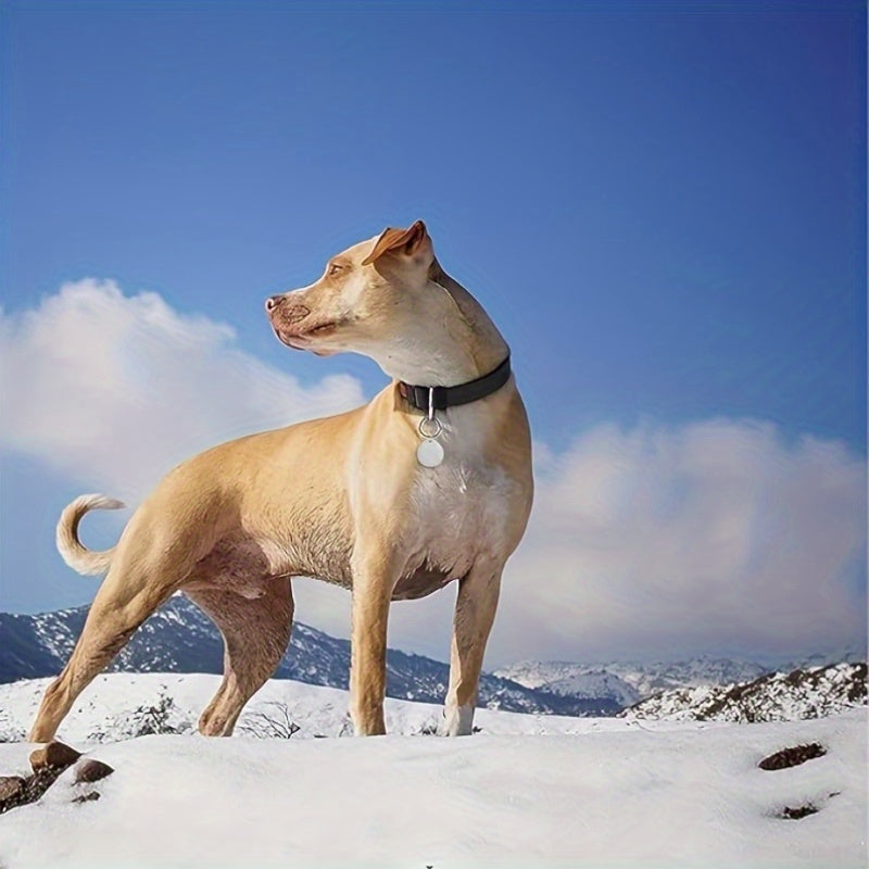 Round white Bluetooth tracker attached to a dog collar outdoors in the snow